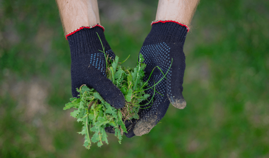 WEED CONTROL
